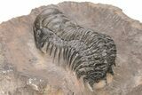 Crotalocephalina Trilobite - Atchana, Morocco #216504-5